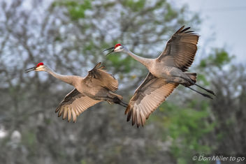 Sandhill Cranes - Kostenloses image #415991